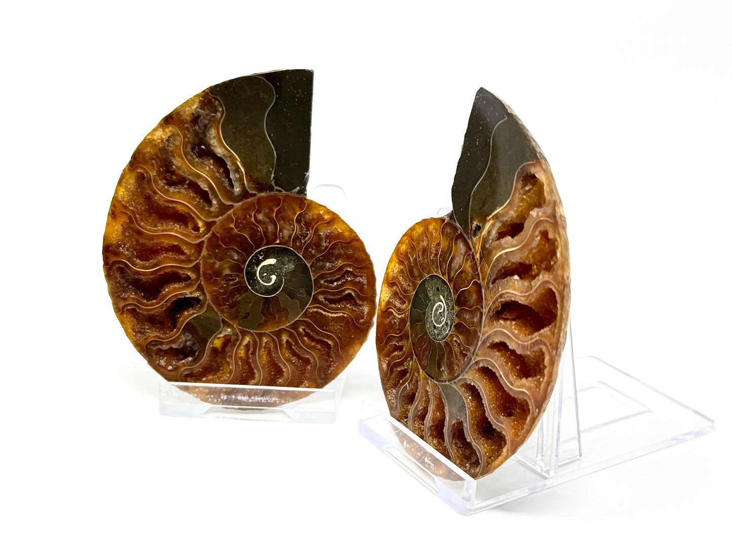 Ammonite Pair 7.9cm