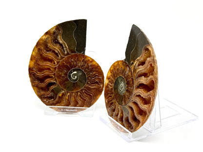Ammonite Pair 7.9cm
