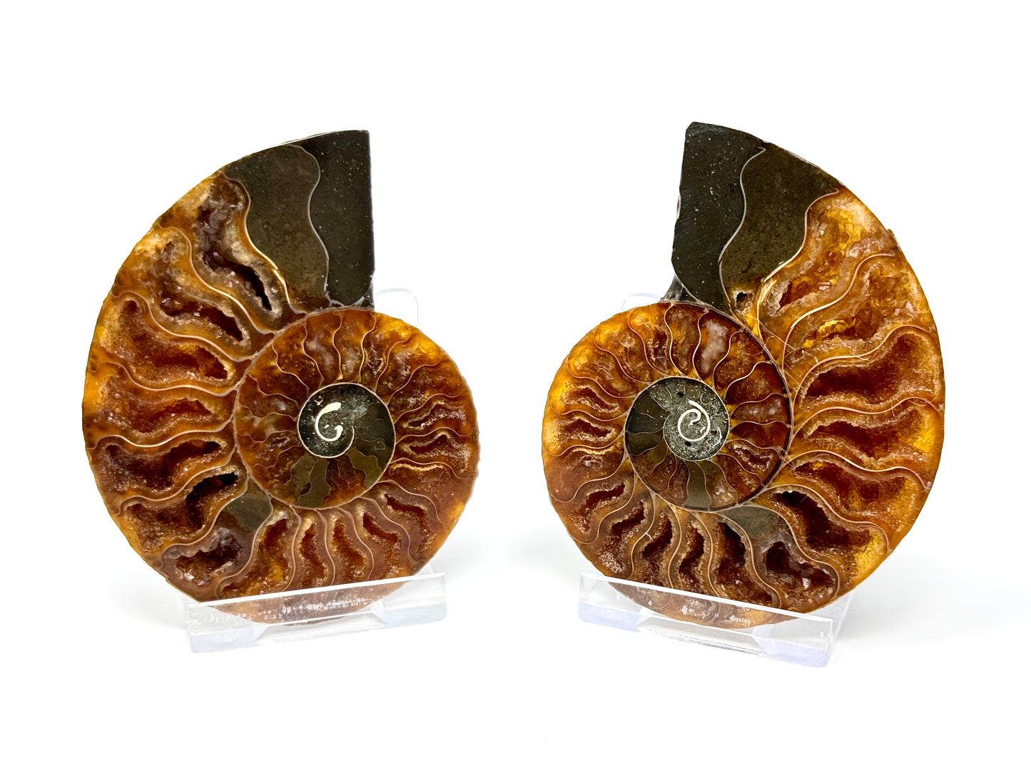 Ammonite Pair 7.9cm
