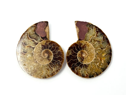 Ammonite Pair 6.1cm
