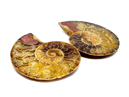 Ammonite Pair 6.1cm