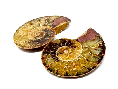 Ammonite Pair 6.1cm