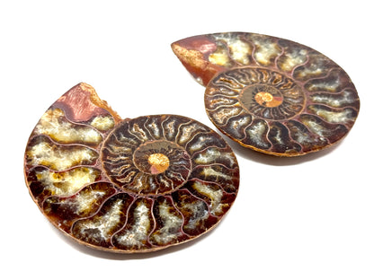 Ammonite Pair 9.4cm