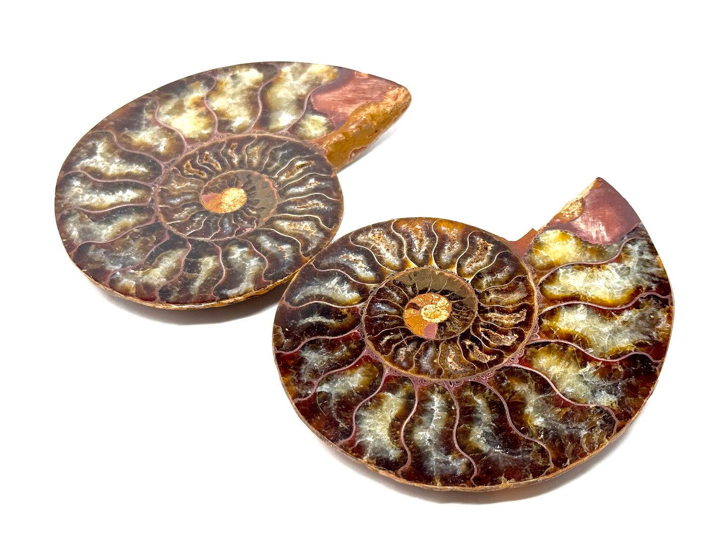 Ammonite Pair 9.4cm