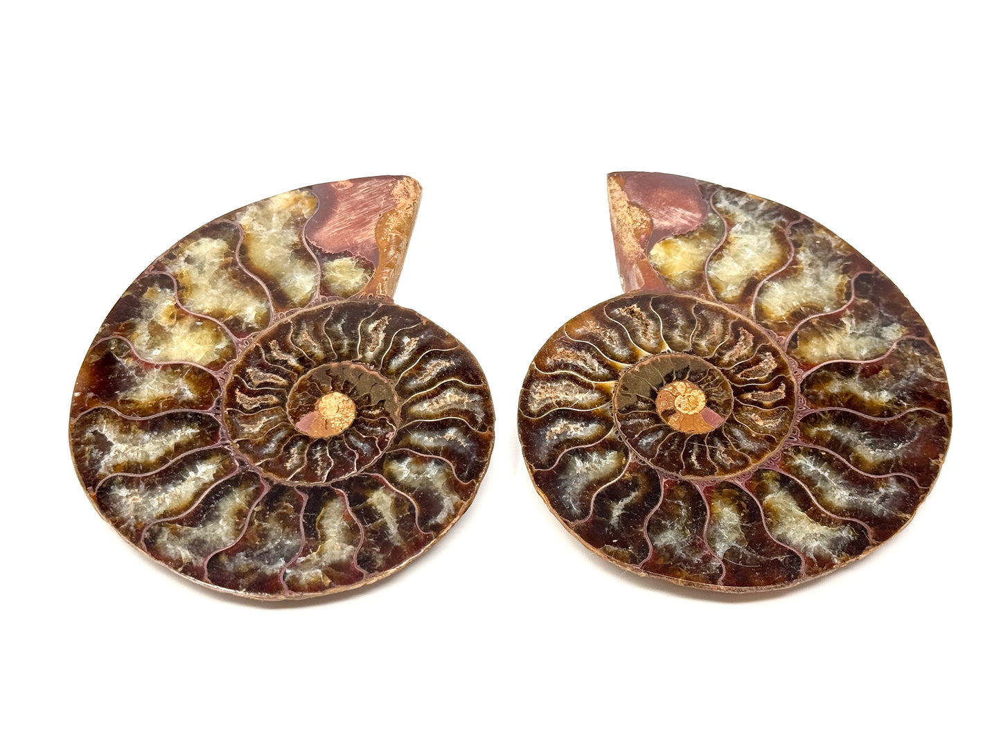 Ammonite Pair 9.4cm