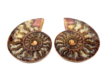 Ammonite Pair 9.4cm