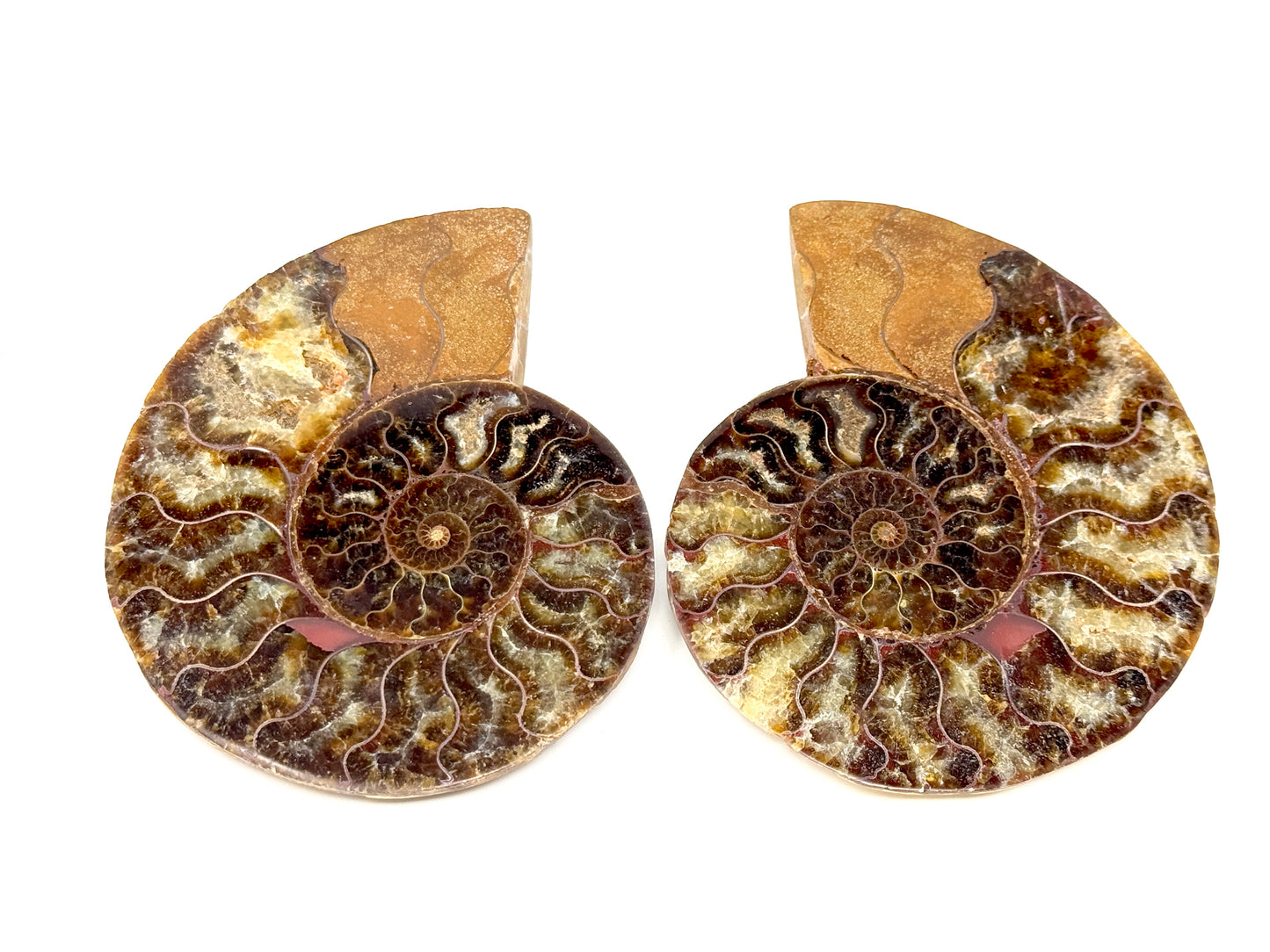 Ammonite Pair 10.6cm