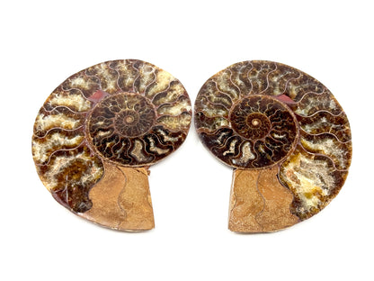 Ammonite Pair 10.6cm