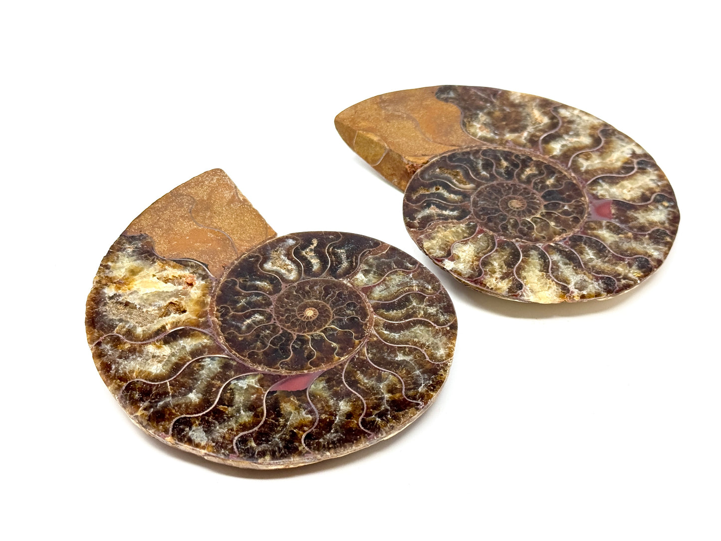 Ammonite Pair 10.6cm