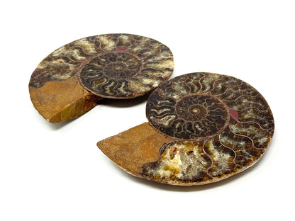 Ammonite Pair 10.6cm