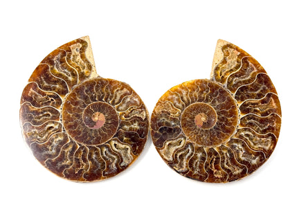 Ammonite Pair 10cm