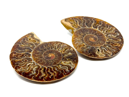 Ammonite Pair 10cm