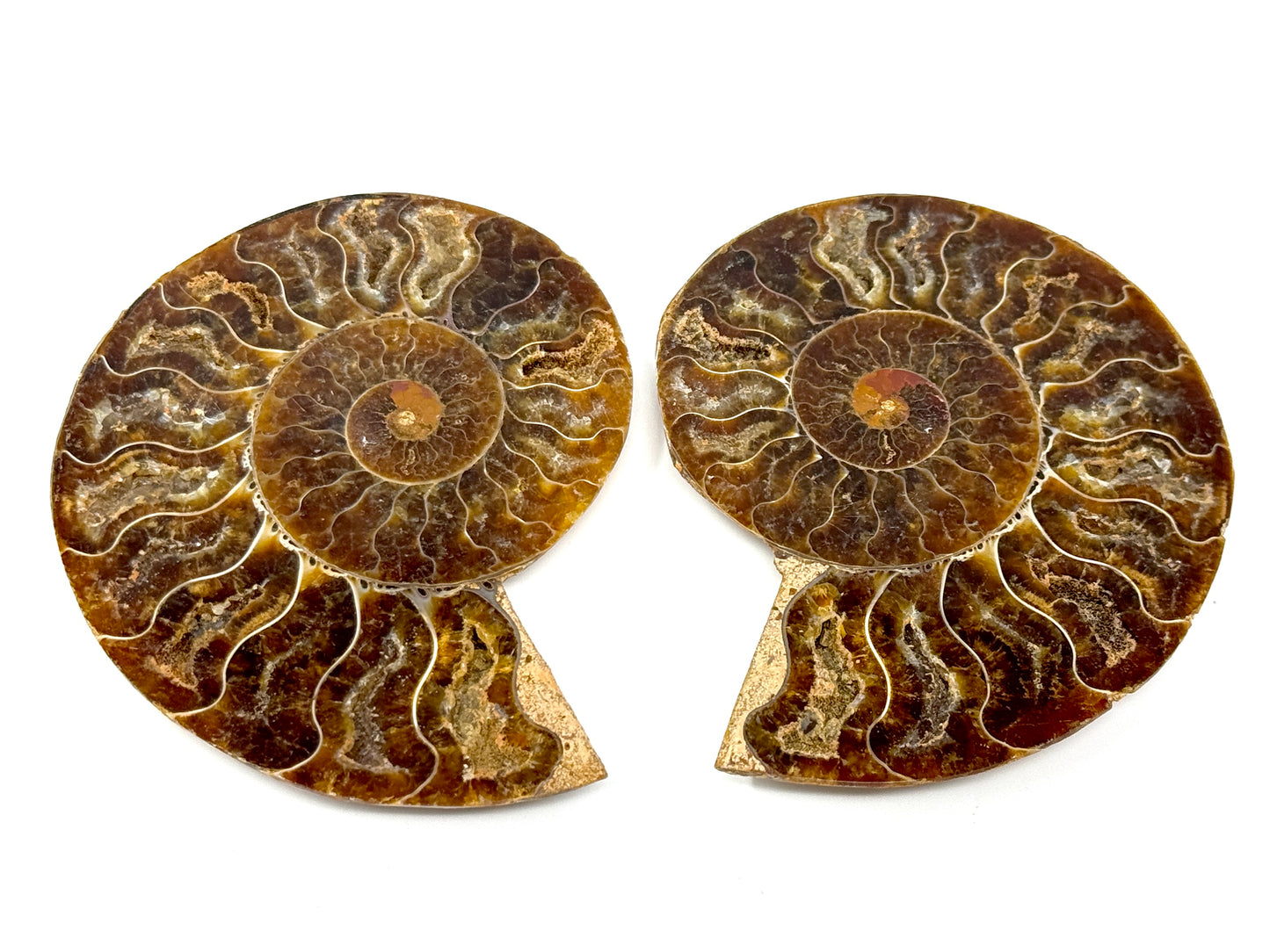 Ammonite Pair 10cm