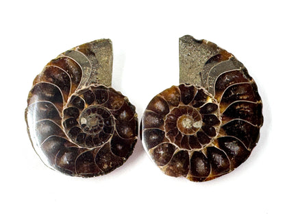 Ammonite Pair 4.8cm