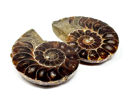 Ammonite Pair 4.8cm