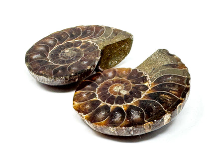 Ammonite Pair 4.8cm