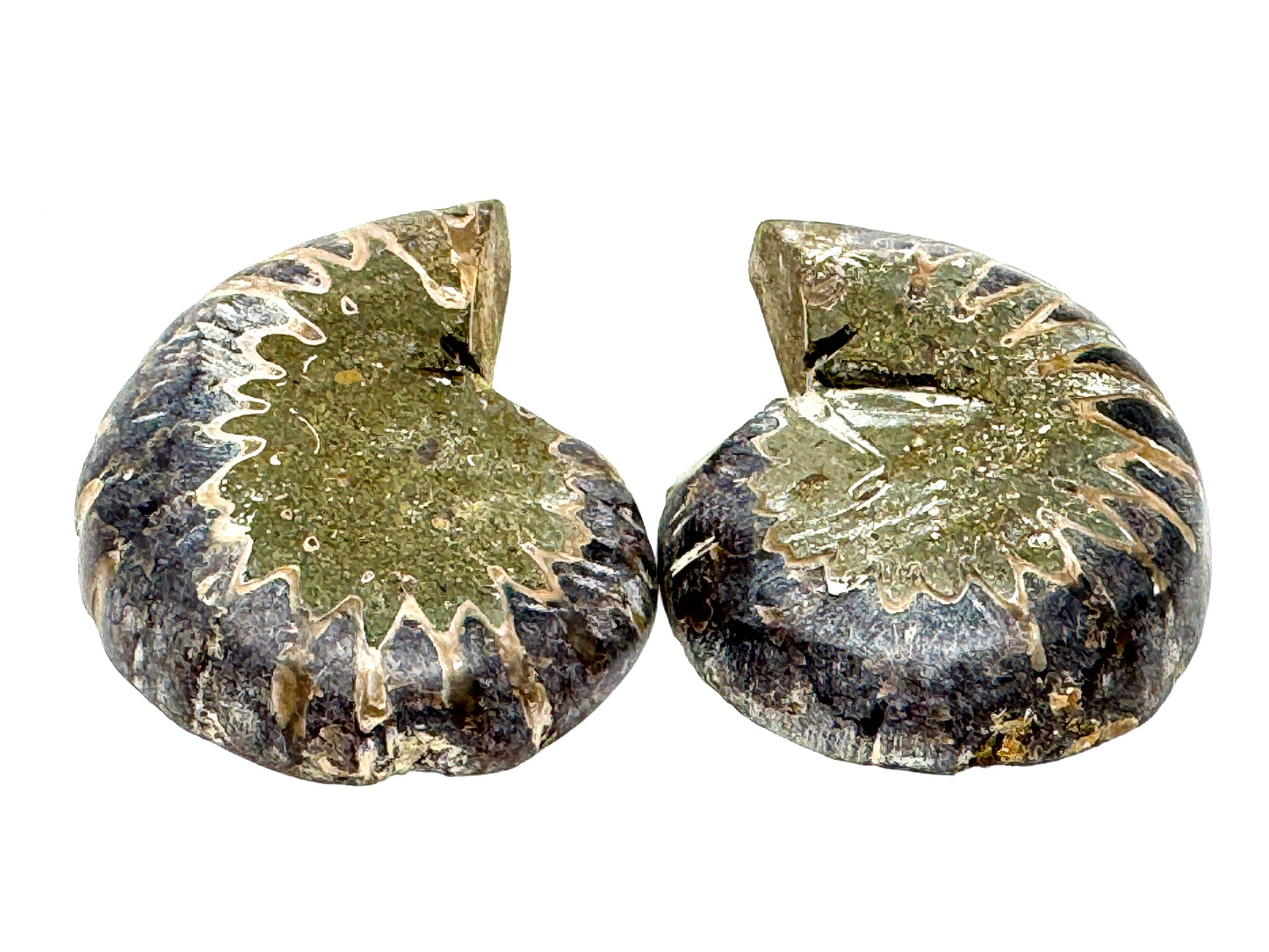 Ammonite Pair 4.8cm