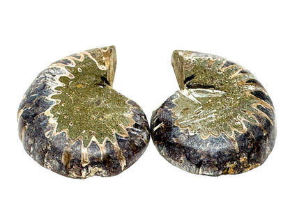 Ammonite Pair 4.8cm