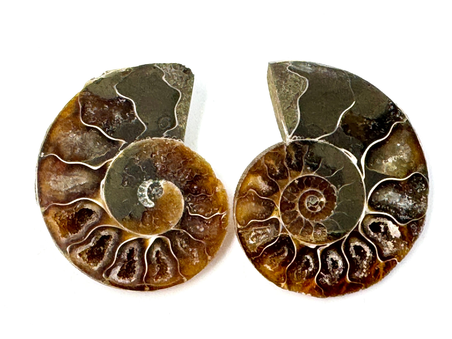 Ammonite Pair 5cm