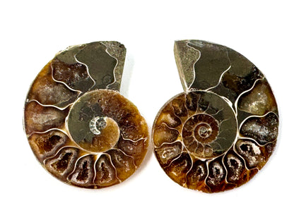 Ammonite Pair 5cm