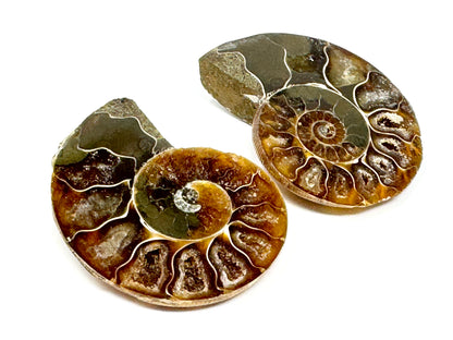 Ammonite Pair 5cm