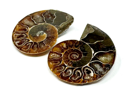 Ammonite Pair 5cm