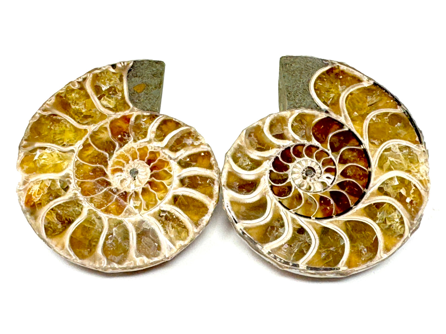Ammonite Pair 4.3cm