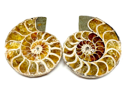 Ammonite Pair 4.3cm