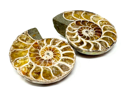 Ammonite Pair 4.3cm