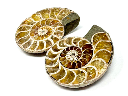 Ammonite Pair 4.3cm