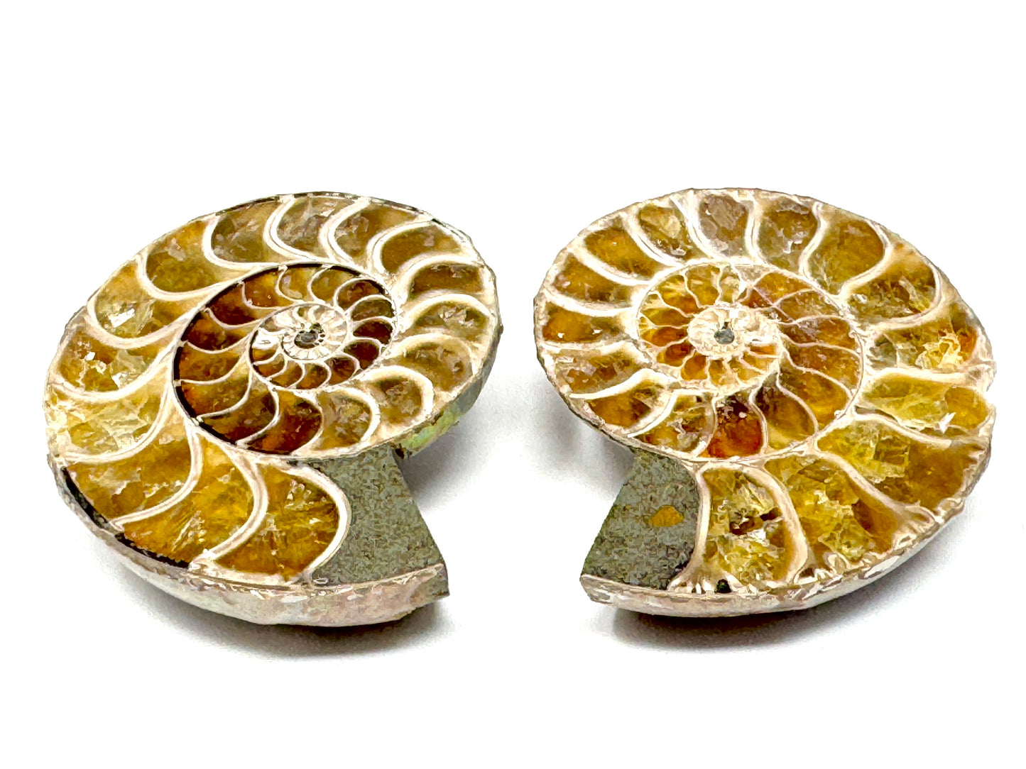 Ammonite Pair 4.3cm