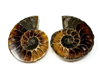 Ammonite Pair 4.6cm