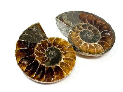 Ammonite Pair 4.6cm