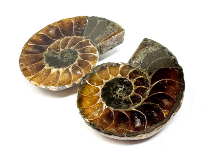 Ammonite Pair 4.6cm