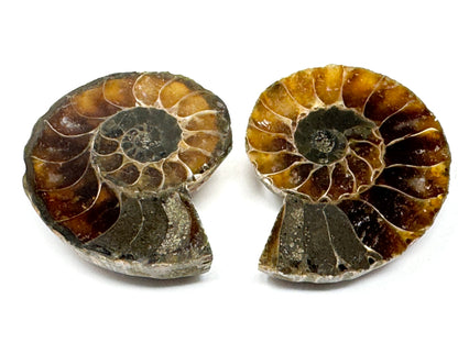 Ammonite Pair 4.6cm
