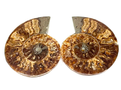 Ammonite Pair 4.8cm