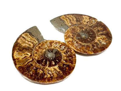 Ammonite Pair 4.8cm