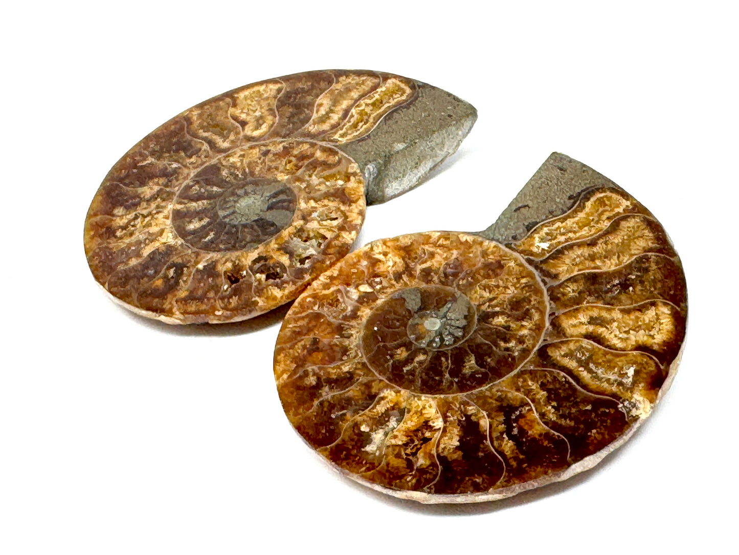 Ammonite Pair 4.8cm