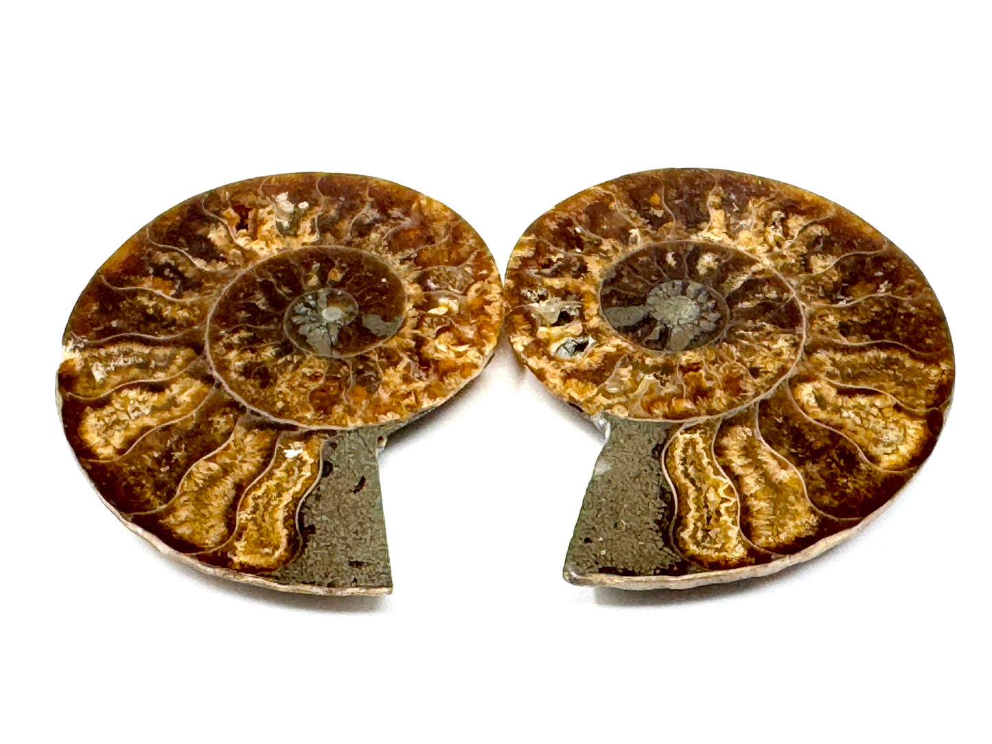 Ammonite Pair 4.8cm