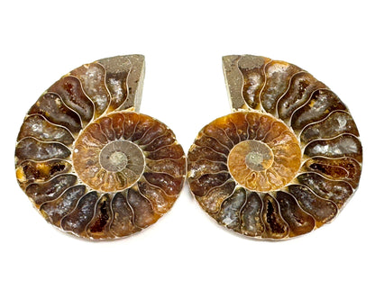 Ammonite Pair 4.9cm