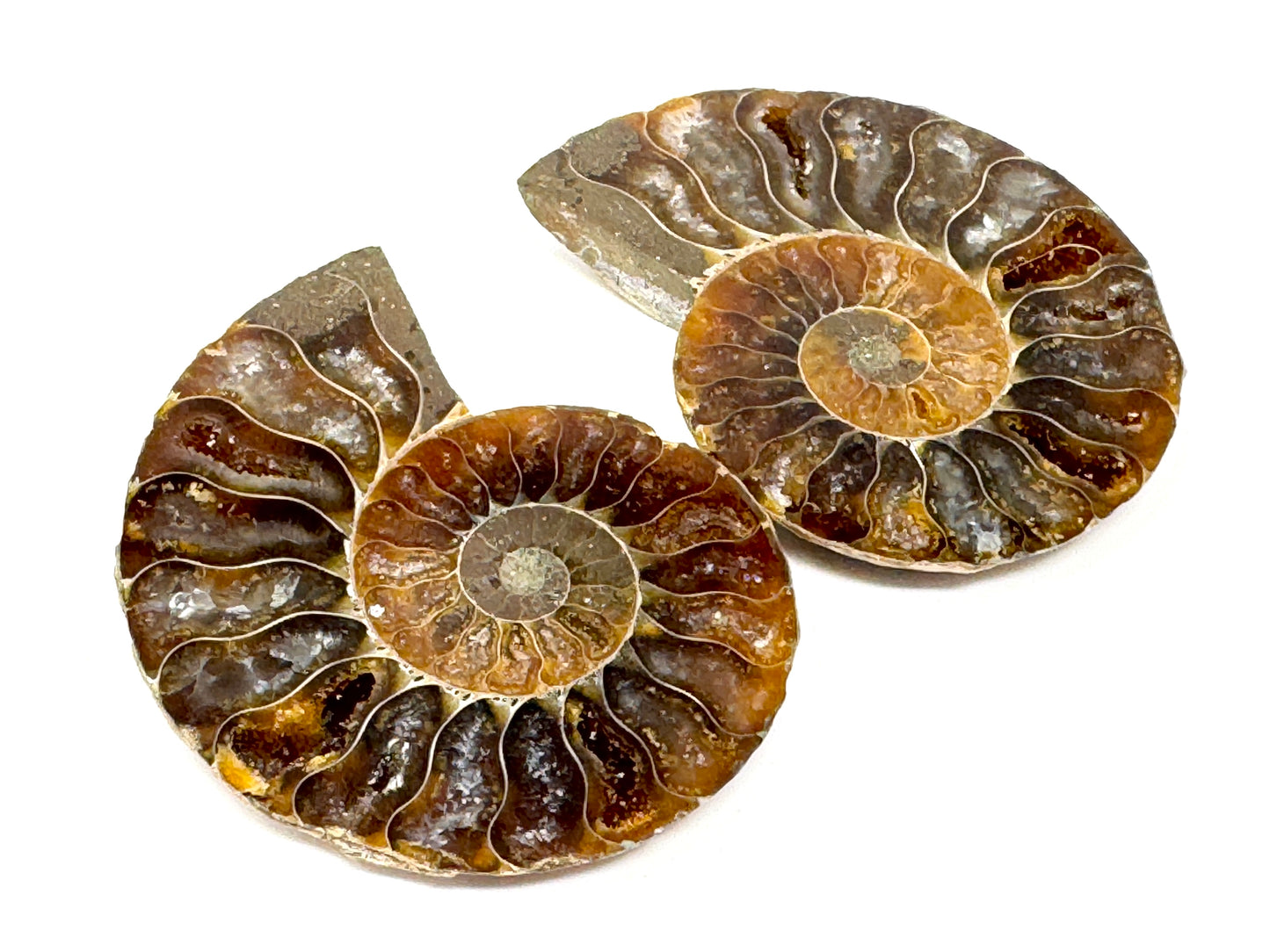 Ammonite Pair 4.9cm