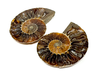 Ammonite Pair 4.9cm