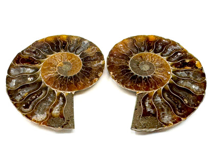 Ammonite Pair 4.9cm