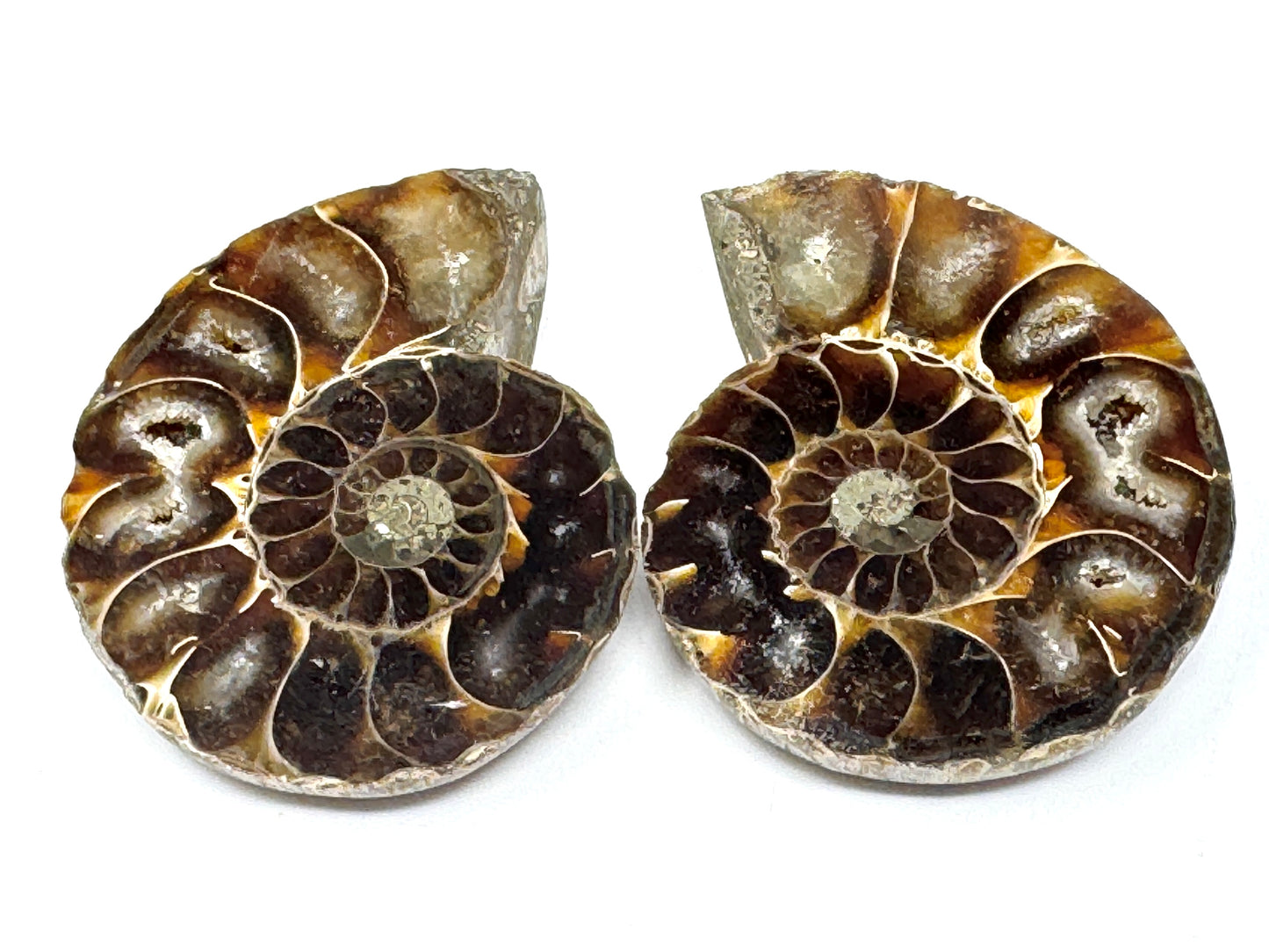 Ammonite Pair 5.6cm
