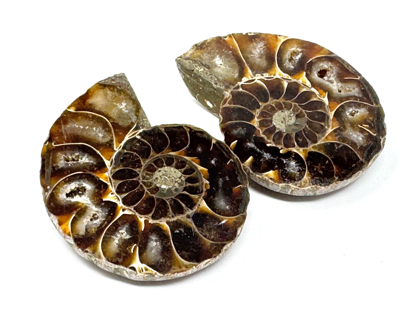 Ammonite Pair 5.6cm