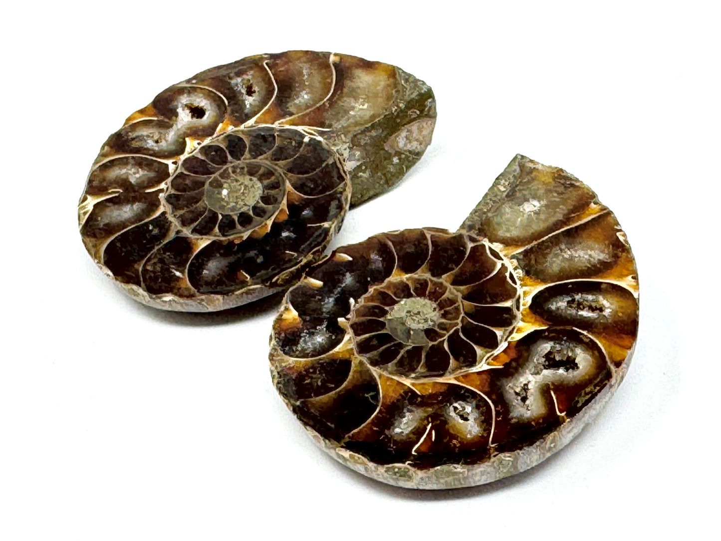 Ammonite Pair 5.6cm