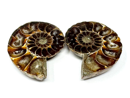Ammonite Pair 5.6cm