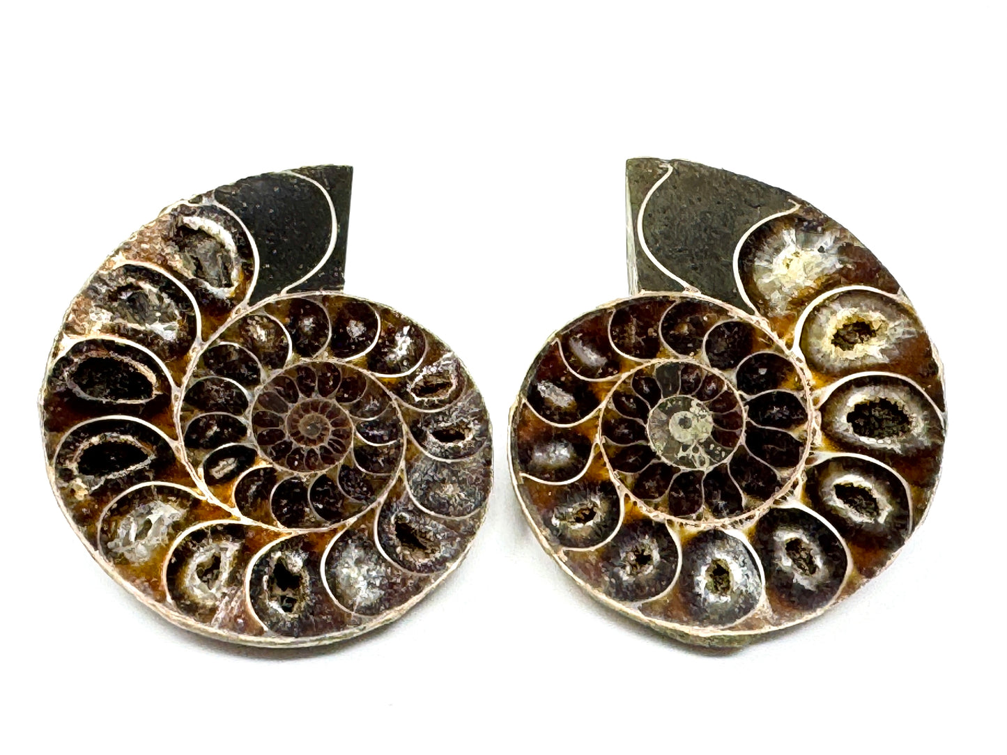 Ammonite Pair 6.5cm