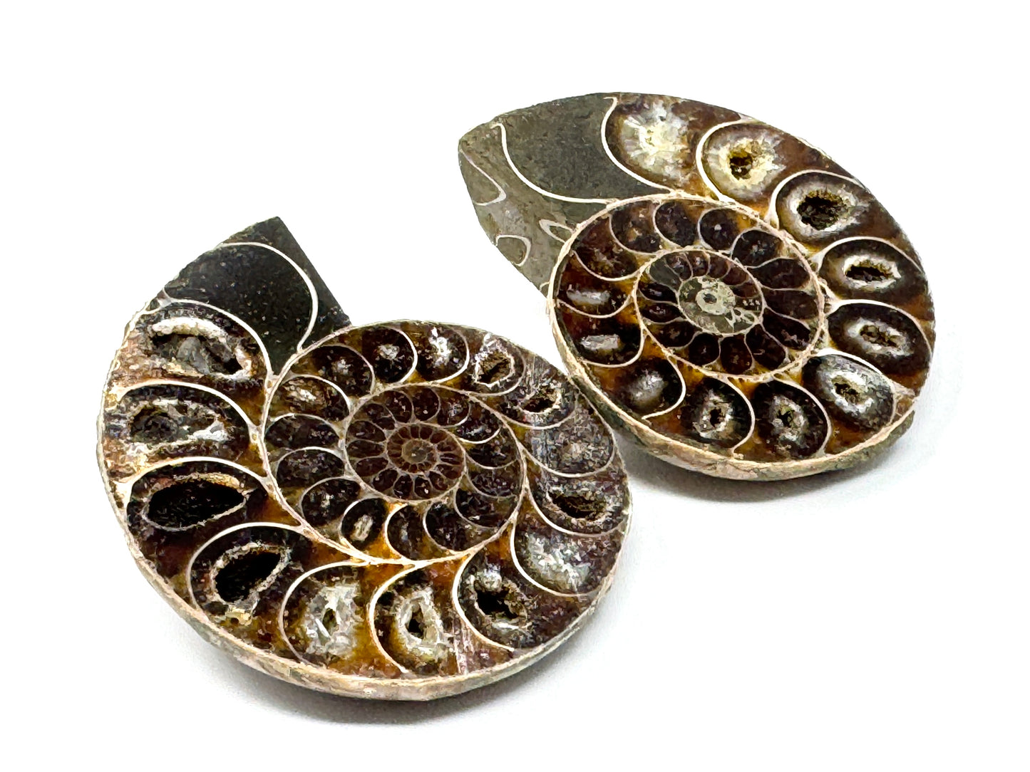 Ammonite Pair 6.5cm