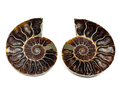 Ammonite Pair 5.3cm